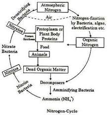 Draw The Diagram Of Nitrogen Cycle And Explain It Brainly In