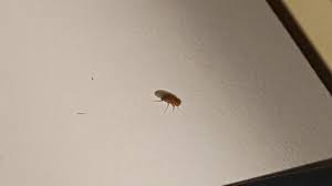 Yes, but please bear in mind it's always easier to id living specimens. Small Tiny Brown Bugs In House