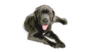 She is very big boned, fully toilet trained, dewormed up to date, microchipped. Cane Corso Breed Information
