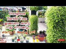 Evergreen Turtle Vine Fast Growing