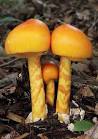 fischer's slime mushroom