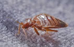 bed bugs look like action pest control