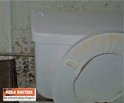 Mold In Toilet Causes And Is It Dangerous