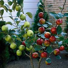 Duo Fruit Apple Tree Bare Root