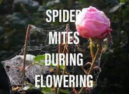 You can deter spider mites late into flowering from your garden by having a ventilation system. How To Get Rid Of Spider Mites During Flowering Gardening Brain