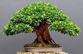 Bonsai Plants Benefits Care And