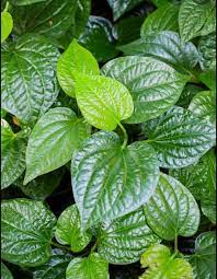 betel leaf plants gumtree australia