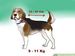 3 Ways To Identify A Beagle Wikihow