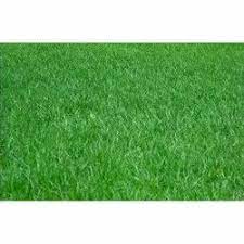 green carpet lawn gr