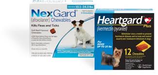 signs your dog may have heartworms