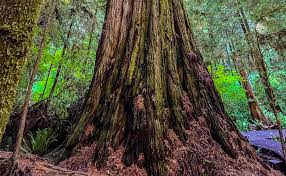 redwoods national park hiking trails we
