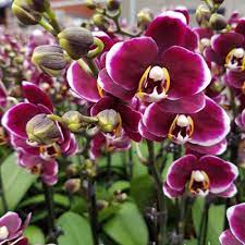 Саксийните цветя може да заболеят поради неправилна агротехника или от паразитни гъби. Plants Bg Onlajn Magazin Za Cvetya