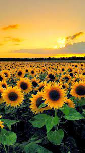 sunflower wallpapers top free