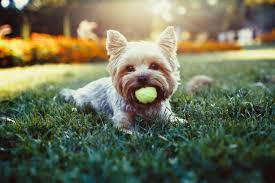 12 best dog toys for yorkies the dog