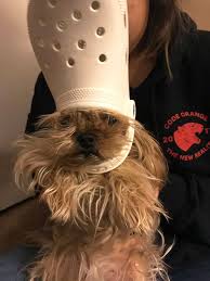 This content is not available due to your privacy. A Slipper On Your Pet S Head Can Make Them Look Like The Pope And Here Are 30 Pics To Prove It Bored Panda