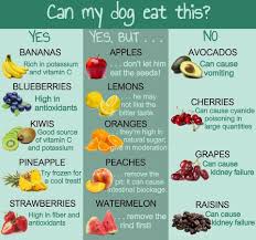 Dog Safe Food Chart Ideas What To Feed Your Dog Dog Food
