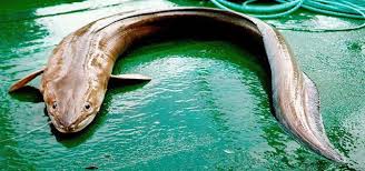 eel sea fish steemit