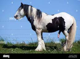 Shire Horse with Erect Penis Stock Photo - Alamy