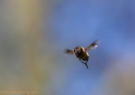hoverfly or drone fly hovering photo