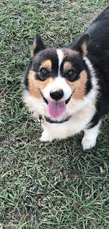 Tris and reds are $500 and merles and brindles are $750 a deposit of half will hold your pick/puppy the balance is. Corgi Breeder Corgis At Elfin Farms United States