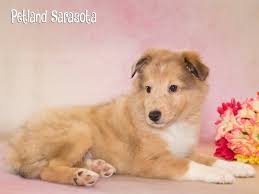 All precious puppies yoprkshire terrier and morkie puppies go home with a 7 day guarantee against viral infections. Sheltie Puppies For Sale Why You Need One Of These Precious Pups Petland Sarasota