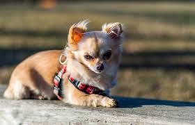 Best Dog Harness For Small Dogs