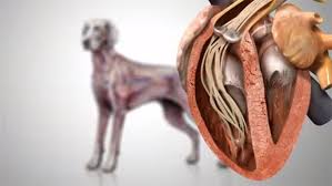 the rise of heartworm disease jet