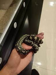 tips on uncoiling young carpet python