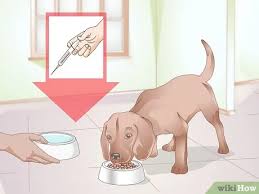Please let your pet rest quietly until the next morning. How To Care For Your Dog After Being Neutered 9 Steps