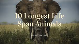 10 Longest Life Span Animals 10 Most Today