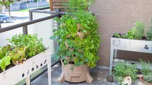 Best Plants To Live On A Balcony