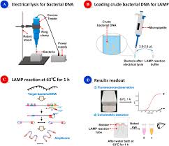 ultrafast bacterial cell lysis using a