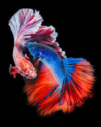 two betta fish fighting in black background