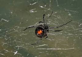 When breeding, males will frequently choose females who have already eaten to mate with, thus avoiding becoming dinner themselves. Black Widow Spider Facts Control How To Get Rid Of Black Widows