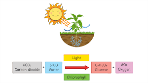 Chloroplast Definition Structure