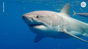 great white shark sightings spike off