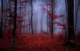 Wallpaper Autumn Forest Leaves Trees