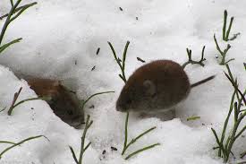 One of the easiest ways to chase voles away is to have a cat but not everyone can have a feline friend to. Dealing With Voles Vole Damage In Lawns Lawnstarter