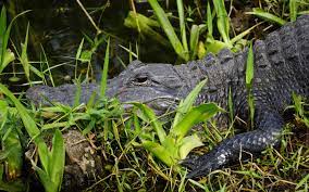 where to see alligators greater miami