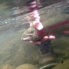 Useful Links Mountain Bridge Chapter 46 Of Trout Unlimited