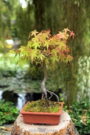 Container Trees To Grow In Pots