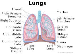 Lungs Definition Location Anatomy Function Diagram