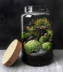 Woodland Moss Terrarium In Large Glass