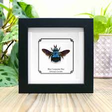 blue carpenter bee real insect in frame