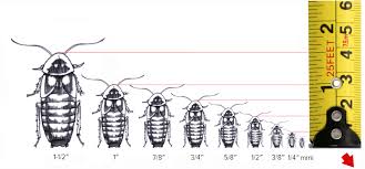 Dubia Roach Size Chart Interactive Sizing Dubia Roach Depot