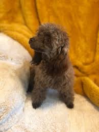 chocolate toy poodle nex tech clifieds
