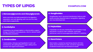 lipids 20 exles types functions