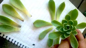 how to save overwatered succulents so