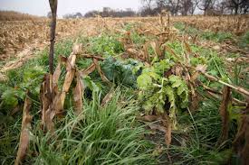 cover crops and no till planting pay