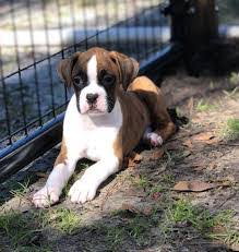 Former olympic lightweight boxer bill s. Boxer Puppies For Sale Near Me Boxer Puppies For Sale Near Me Boxer Puppies For Sale Near Me